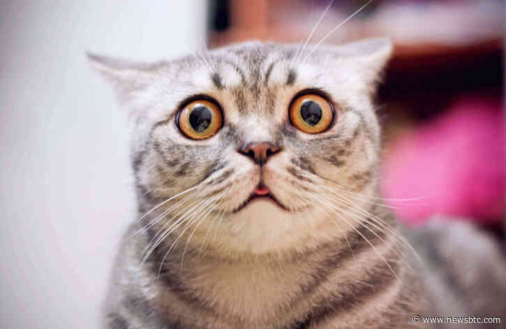 Indicator That Signaled Bitcoin’s Bottom at $6,400: Price on Verge of Steep Pullback