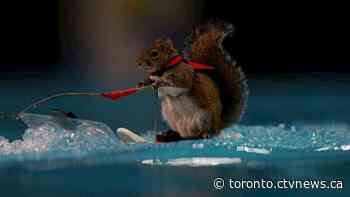 Twiggy the water skiing squirrel performance in Toronto was illegal, city says - CTV News