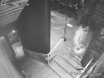 WATCH: Man swipes Toronto restaurant's panda mascot - Toronto Sun
