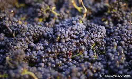 Largest maker of pesticide linked to brain damage in kids to stop producing chemical