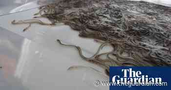 Man found guilty of smuggling £50m worth of live eels out of UK