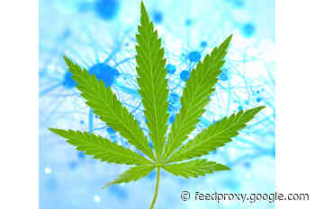 The Experiments Revealing How Marijuana Could Treat Dementia