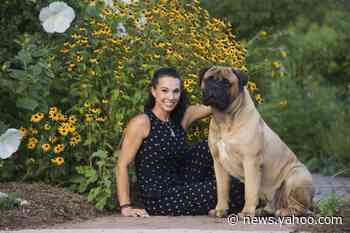 Snakebit! Bullmastiff heals, heads to Westminster Dog Show