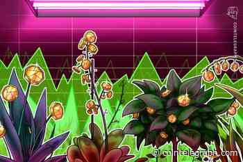 BSV and BCH Are Surging With Their Halvings a Month Before Bitcoin