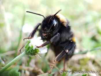 Zet je tuin vol bloemen, anders verdwijnt de hommel uit Nederland