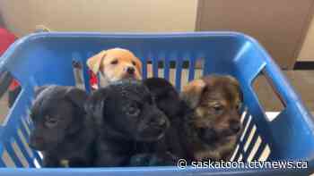Five puppies found abandoned on Prince Albert highway