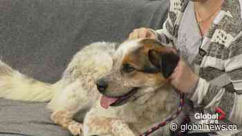 SCARS adoptable pets: Saturday, Feb. 8