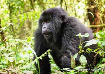 Vier zeldzame gorilla’s gedood door bliksem in Oeganda