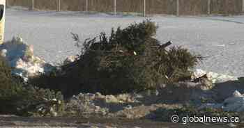 Christmas tree collection finally underway in Edmonton after weather-related delays