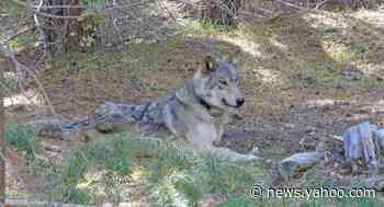 Endangered Gray Wolf Found Dead in California After Traveling Nearly 8,000 Miles Without a Pack