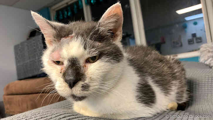 Furry Tails: Sir Gregory – The Brave, Handsome And Gentle