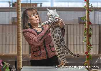 Pretty cats strut their stuff at the Steel City Kitties show