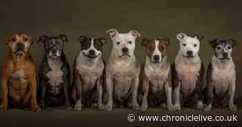 See the stunning pictures that bagged County Durham man ‘pet photographer of the year' award - Chronicle Live