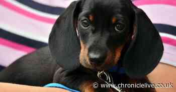 Dog daycare business approved by council planners in County Durham - Chronicle Live