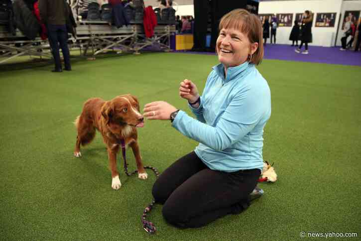Hundreds of dogs dash for Westminster agility title