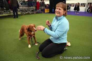 In the Pink: Border collie wins Westminster agility contest