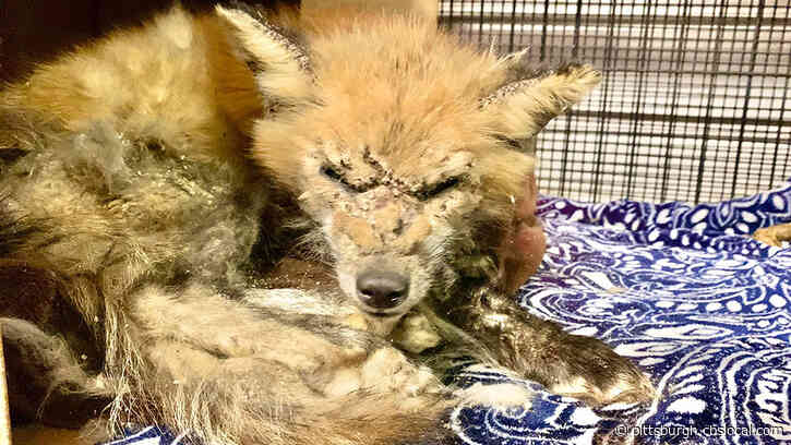 Humane Animal Rescue Helps Emaciated Fox With ‘Serious’ Skin Infection