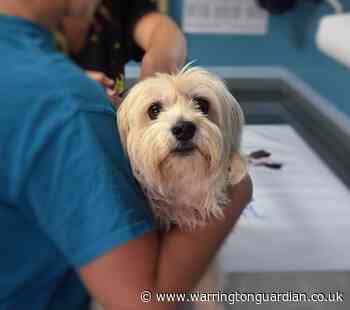 Dog vomiting bug:  Your questions answered by vets