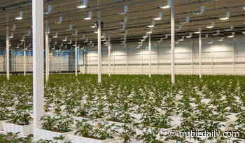 Week in Review: Aurora CEO departs, Whoopi Goldberg leaves medical cannabis firm, NM court allows MMJ business tax deductions & more - Marijuana Business Daily
