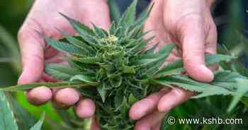 Getting a job in the medical marijuana business - KSHB
