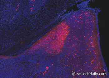 Sex Pheromone Alters Brain Circuitry to Drive Both Innate and Learned Sexual Behaviors