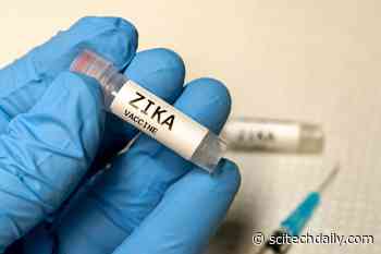Army-Developed Experimental Zika Vaccine Induces Potent Cross-Neutralizing Antibodies