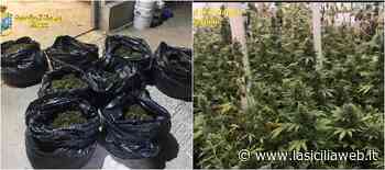 Piantagione di 'erba' accanto al vivaio con giro d'affari da 25 milioni di euro - lasiciliaweb | Notizie di Sicilia