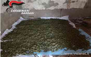 Sequestrati 17,5 kg di erba a Monteleone Roccadoria| Cagliari - vistanet