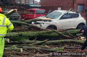 Storm Ciara: Strong winds bring down trees in York with one hitting car