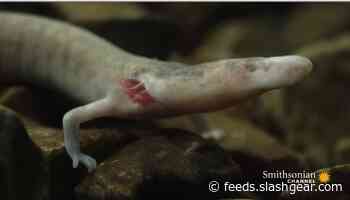 One olms salamander stayed still for seven years