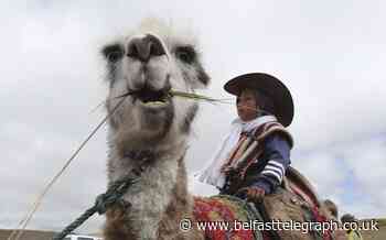 Children race llamas in Ecuadorian highlands