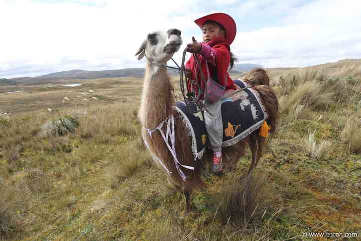 AP Photos: Kids race llamas in Ecuador's highlands