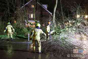 Brandweer verwijdert omgewaaide boom aan de Kleibos in Ede