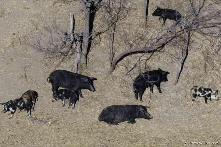 America's pig problem