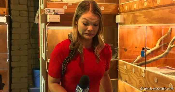Watch this reporter freak out as a snake tries to bite her mic
