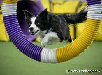 In the Pink: Border collie wins Westminster agility contest