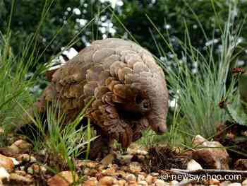 Everything we know about the pangolin — the scaly mammal that may have spread the coronavirus to humans