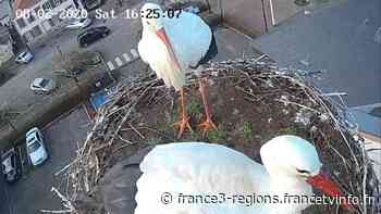 VIDEO. Sarralbe : le couple de cigogne s'est formé, il prépare le nid pour les cigogneaux à venir - Franceinfo