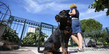 Après plus de 10.000 signatures, ils obtiennent l'ouverture d'un parc pour chiens à Antibes