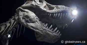 First new Canadian tyrannosaur species in 50 years identified by Alberta researchers