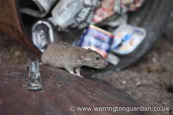 Why you're more likely to see rats this winter and tips to prevent them