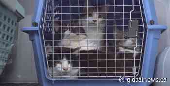 143 cats removed from Edmonton-area home since December