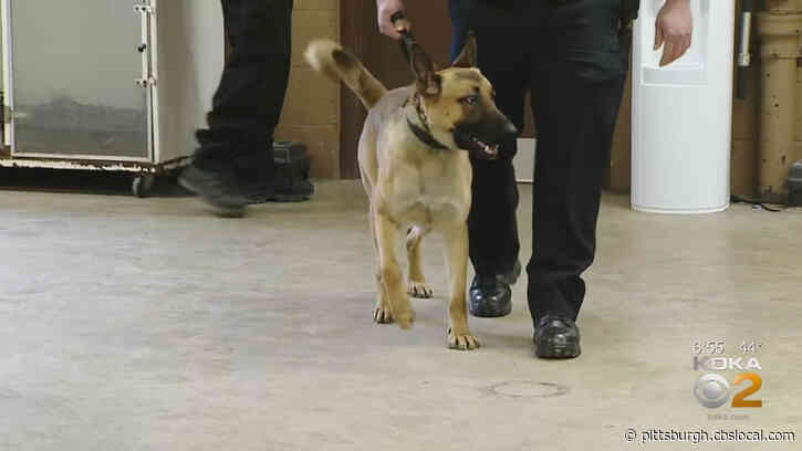 6 Pittsburgh-Area Police, Fire Depts. Getting K-9 Program Funding Through Roethlisberger Foundation