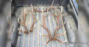 Gronlid, Sask. man fined for illegal wildlife trafficking