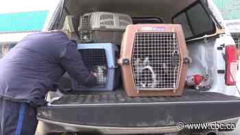 143 cats removed from home in Edmonton area by Alberta SPCA
