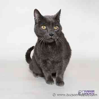 Adoptable Pets: Shadow Needs a Home