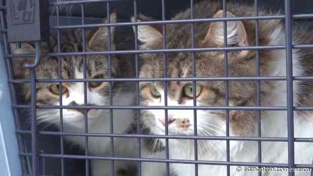143 cats removed from one home: Alberta SPCA