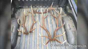 Gronlid man fined $36,500 for wildlife trafficking