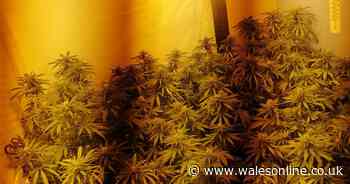 All the cannabis factories found in Carmarthenshire
