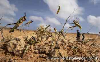 UN warns of ‘major shock’ as Africa locust outbreak spreads